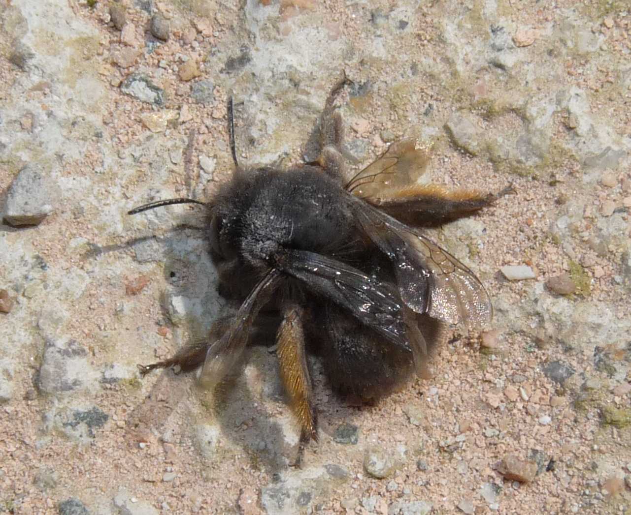 Imenottero nero: Anthophora plumipes femmina